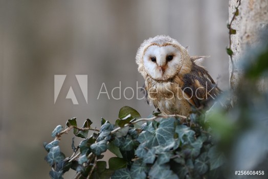 Picture of Barn owl sitting on ivy